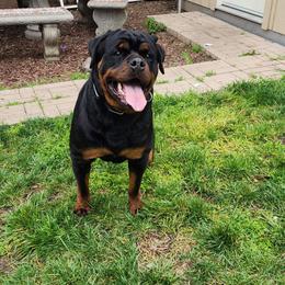 Nijah - Rottweiler