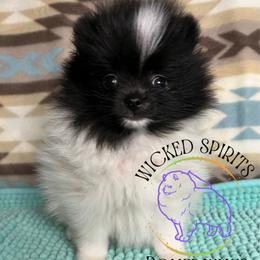 ON HOLD AKC ROMEO - Black parti male Pomeranian puppy in Watkins Glen, New York from Wicked Spirits Pomeranians