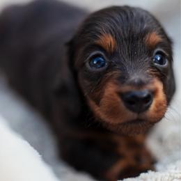 Marigold - Black and tan female Dachshund puppy in Tampa, Florida from EntityDachs