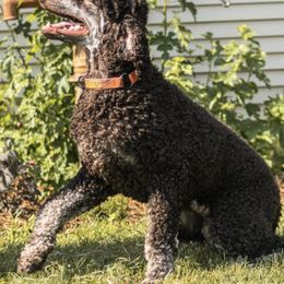 Labradoodles from CB's Doodles