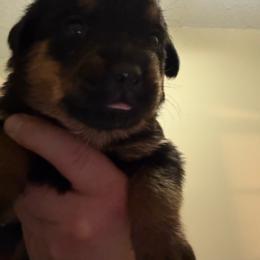 Red girl - Black and mahogany female Rottweiler puppy in Colorado Springs, Colorado from Von Locher Rotties
