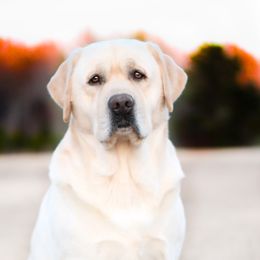 Doc - Labrador Retriever