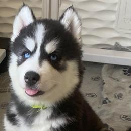 Light Green Collar - Black and white female Siberian Husky puppy in Bakersfield, California from Lotus Husky Pack