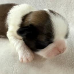 Marilyn Monroe - Gold and white female Shih Tzu puppy in Winston Salem, North Carolina from Little Miracles Shih Tzu