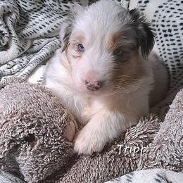 Tripp - Blue merle male Australian Shepherd puppy in Elk Creek, Missouri from Hearts on Fire Australian Shepherds