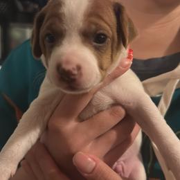 Rat Terrier Puppies from The Puppy Patch Rat Terriers