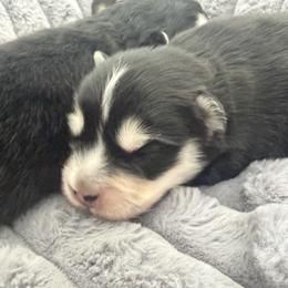 Guppy - Black and white female Pomsky puppy in Auburn, Washington from Periwinkle Pomskies