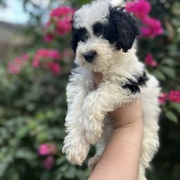 Bernedoodle and Goldendoodle Puppies from Dandelion Doodles