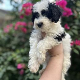 Bernedoodle and Goldendoodle Puppies from Dandelion Doodles