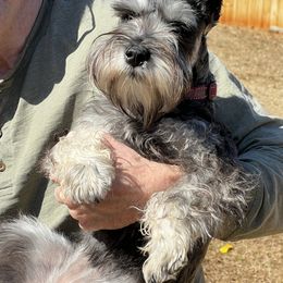 Miniature Schnauzer Puppies from Pierhaus Minature Schnauzers
