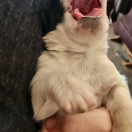 Saint Bernard Puppies from Amber's Saint Bernards