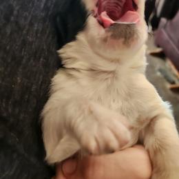 Saint Bernard Puppies from Amber's Saint Bernards