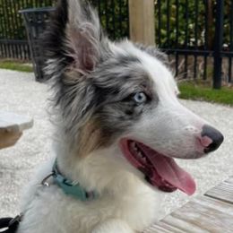 Border Collies from Odin & Freya