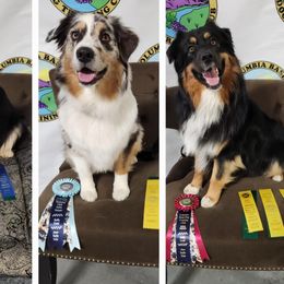 Australian Shepherd All Grown Up from Eventide Australian Shepherds