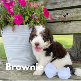 Brownie - Tri-color male Bernedoodle puppy in Heyworth, Illinois from Cobble Creek Puppies