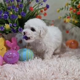 Willow (AKC) - White female Poodle puppy in Rainbow City, Alabama from Spinks Poodles
