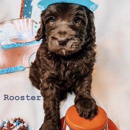 Australian Labradoodle Puppies from Cajun Land Doodles