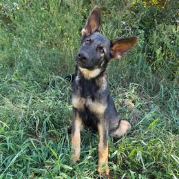 Merida - Sable female German Shepherd puppy in Winston Salem, North Carolina from Samtastic Shepherds