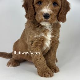 Buzz - Apricot male Goldendoodle puppy in Milford, Indiana from Railway Acres Kennel