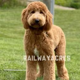 Gigi - Goldendoodle
