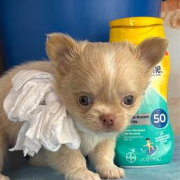 Coral - Cream female Chihuahua puppy in Gloucester, Virginia from Charlotte's Web of Chihuahuas