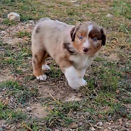 George Strait - Red merle male Australian Shepherd puppy in Western Lake, Texas from MicKenna Ridge Ranch