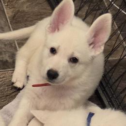 Red - White male German Shepherd puppy in Tonopah, Nevada from Mercy's White Shepherds