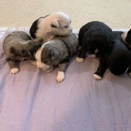 Miniature Australian Shepherd Puppies from 5 Star Mini Aussies