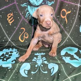 Fawn - Fawn (isabella) and rust female Doberman Pinscher puppy in Louisville, Kentucky from Ruiz Dobermans