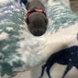 Cane Corso Puppies from Last Frontier Cane Corsos