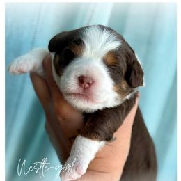Nestle - Red tri-color female Aussiedoodle puppy in Cortez, Colorado from Sassy Pants Pups