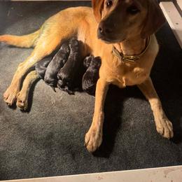 Labrador Retriever puppies from PARK’s Family Farm