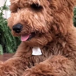 Goldendoodles and Poodles from Sweet Georgia Kennel