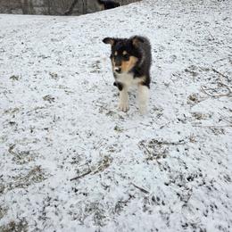 Archie - Black white and tan male Collie puppy in Wykoff, Minnesota from Country Collies