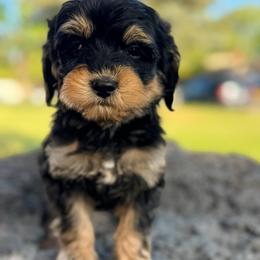 Monty1 (Montana) Blue - male Golden Mountain Doodle puppy in Twin Falls, Idaho from Magic Valley Family Doodles