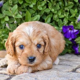 Carter - Red male Cavapoo puppy in Gap, Pennsylvania from Country View Puppies ( License 18816)