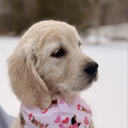 Pearl - Light golden female Golden Retriever puppy in New Canton, Virginia from Mount Calm Golden Retrievers