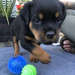 Pollywog - Black and mahogany female Rottweiler puppy in Crothersville, Indiana from The Solid Rock Kennel