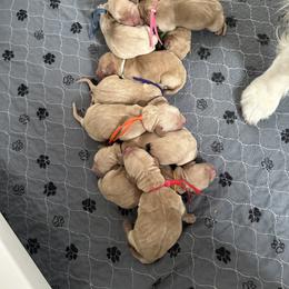 Girl 2 - Golden female Golden Retriever puppy in Modesto, California from Rooster Valley Golden Retrievers