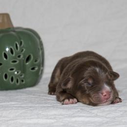 Norah Jones - Red tri-color female Australian Shepherd puppy in Bristol, New Hampshire from NewFound Lake Aussies