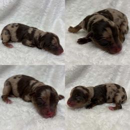 Red Merle female - Red merle female Toy Australian Shepherd puppy in Brooker, Florida from Honey, I Shrunk the Aussies