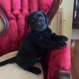 Boy 3 - Black male Labrador Retriever puppy in Maynardville, Tennessee from Three Bears Labradors