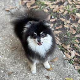 LIBERTY - Pomeranian