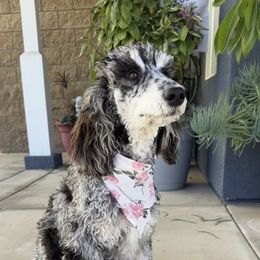 Liberty - Goldendoodle