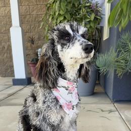 Liberty - Goldendoodle