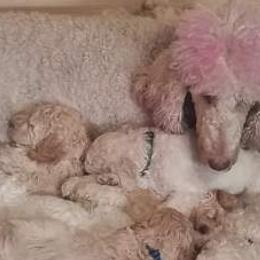 Poodles from Rodney Miller's Poodles