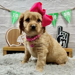 Marie - Red female Cavapoo puppy in Lancaster, Missouri from Cavapoo Acres