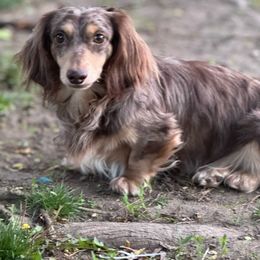 Tanner - Dachshund