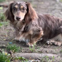 Tanner - Dachshund