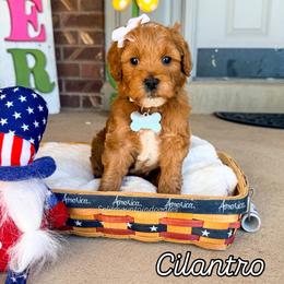 Cilantro - Red  female Goldendoodle puppy in West Haven, Utah from Split Mountain Doodles